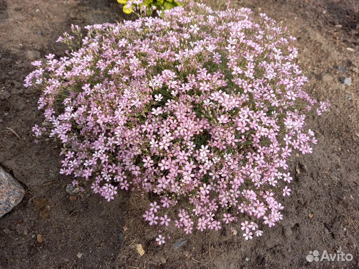 Гипсофила ползучая белая и розовая
