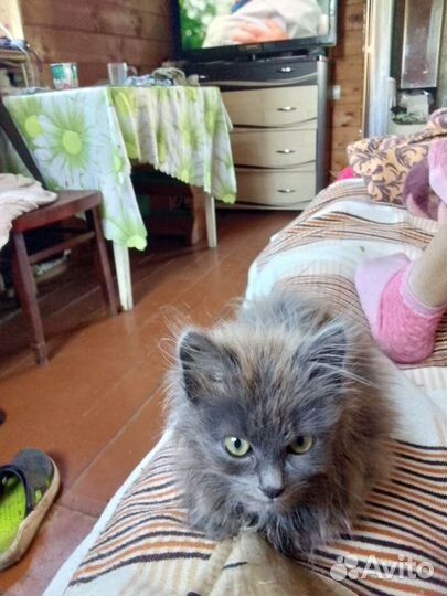 Кошка в дар бесплатно