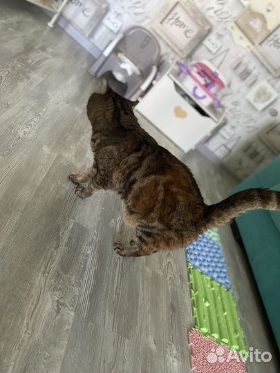 Кошечка в добрые руки