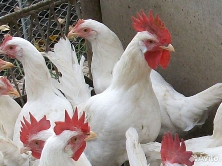 Куры несушки