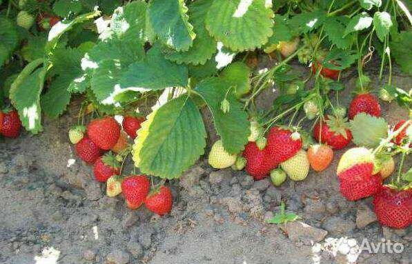 Рассада садовой земляники (клубники)