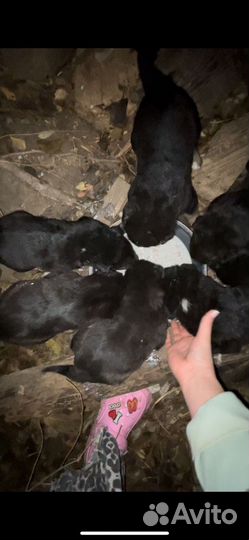 Щенки алабай и немецкой овчарки