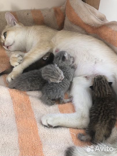 Бронь котята