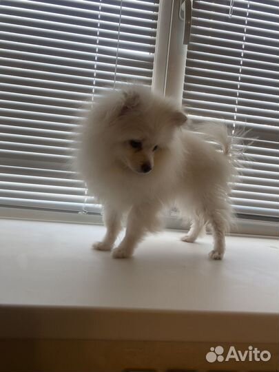 Белый померанский шпиц мальчик