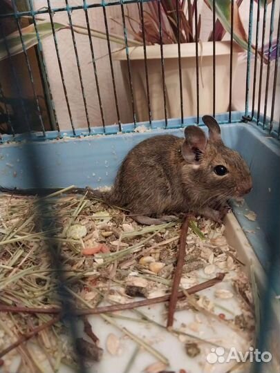 Чилийская белка дегу. Малыши