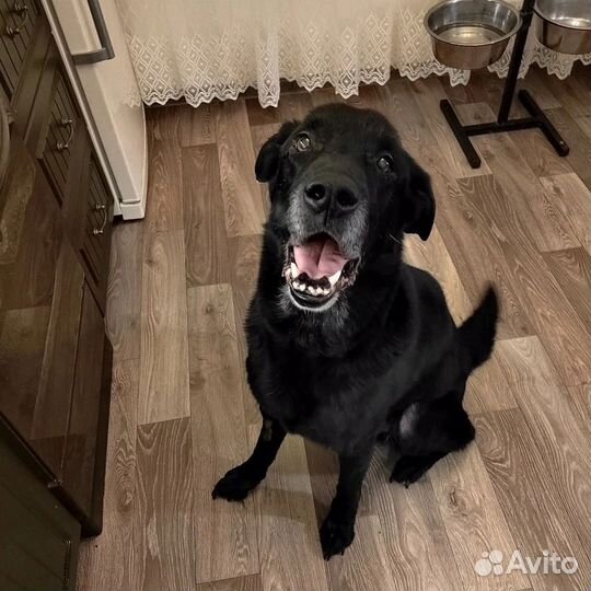 Гаврюша ищет новый дом