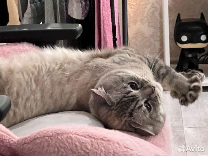 Британец на вязку