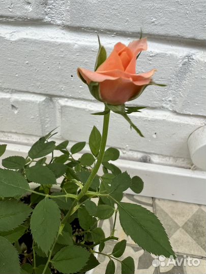 Роза комнатная