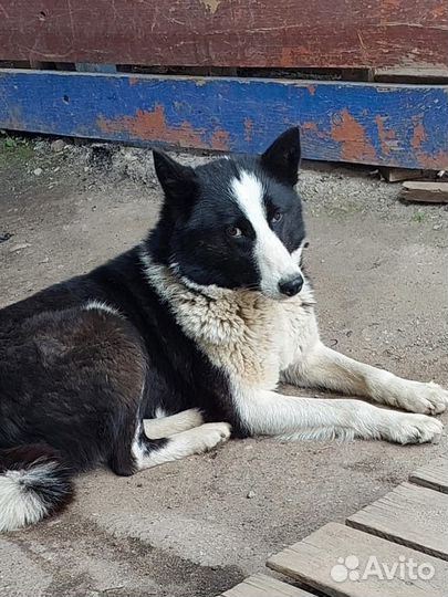 Лайка в добрые руки