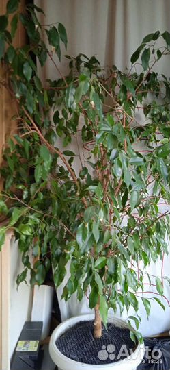 Фикус бенджамина