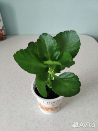 Каланхоэ красный махровый