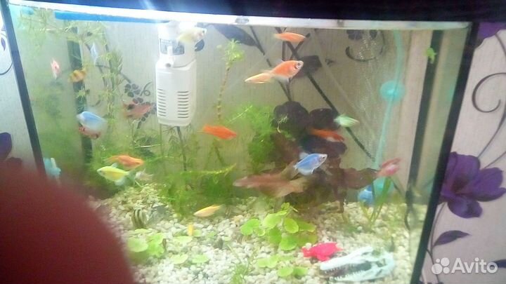 Аквариум