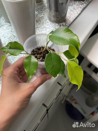 Фикус наоми голд