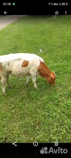 Телята бычки