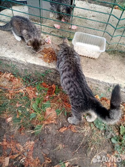 Котята в добрые руки