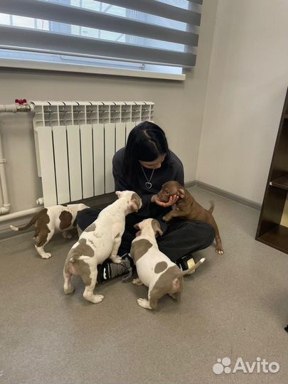 Собака американские булли