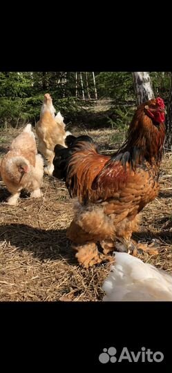 Куры,петухи,индюки