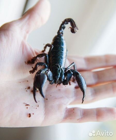 Гетерометрус (безопасный скорпион)