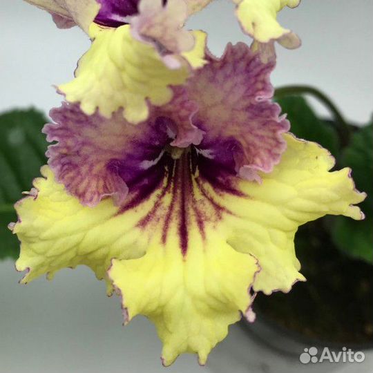 Стрептокарпус UA - Златогор