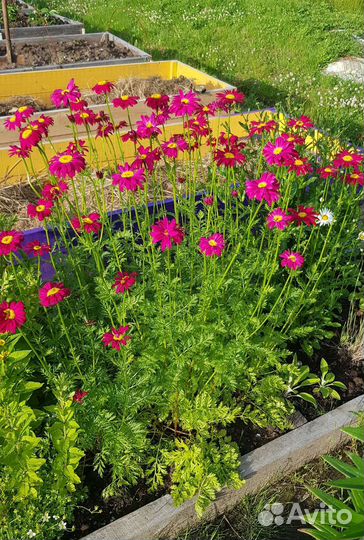 Многолетний цветок. пиретрум