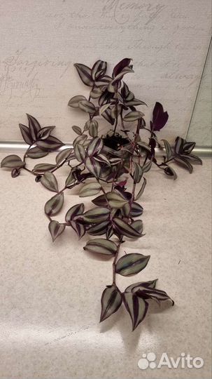 Традесканция зебрина