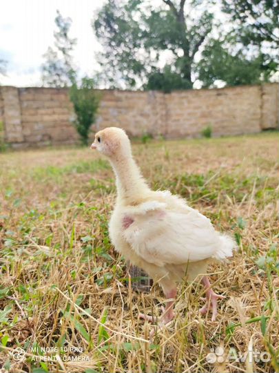 Индюшата биг 6. Инкубатор