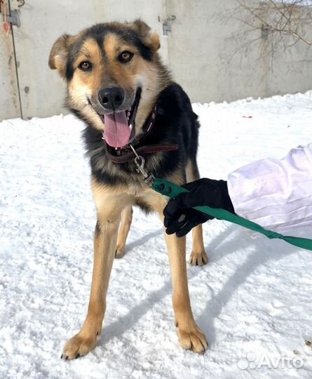 Собачка Кола в дар