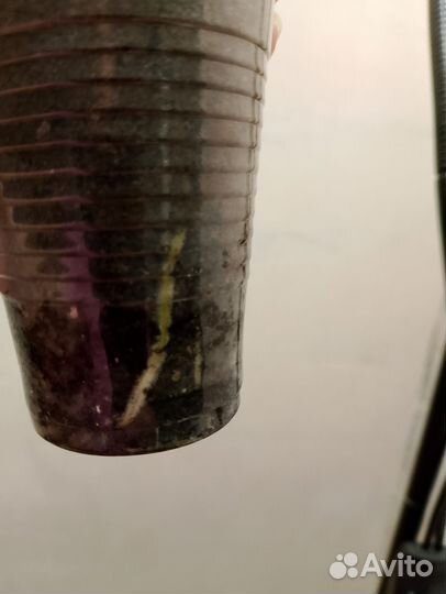 Спатифиллум Шопен-мини сорт