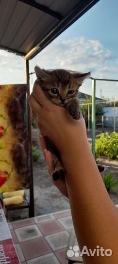 Кошки бесплатно