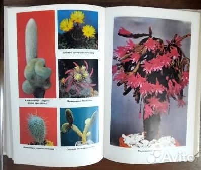 Цветы в квартире.Приходько С.Н., Михайловская М.В