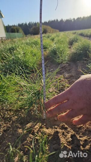 Сеянцы ели европейской окс от производителя