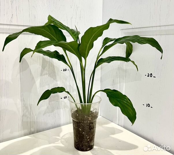 Спатифиллум