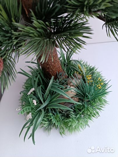 Бонсай сосна