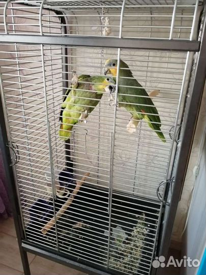 Венесуэльский амазон