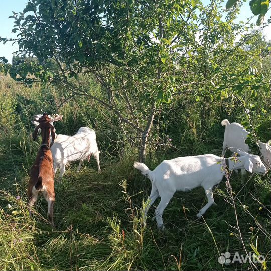 Нубийские козлята