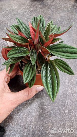 Монстера Лирата Алоказия Пеперомия Сингониум