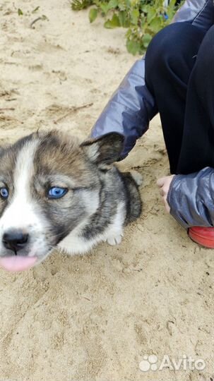 Двортерьер