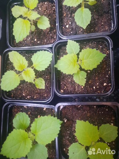 Саженцы павловния