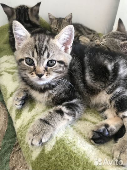 Британские котята