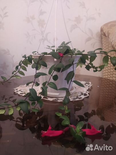 Эсхинантус висячий