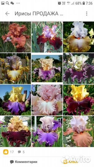 Шикарные Ирисы