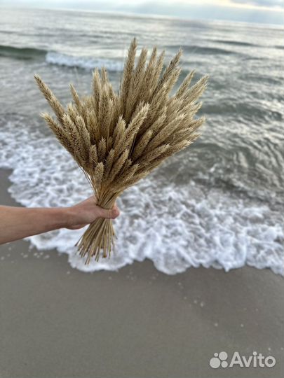 Букет из сухоцветов