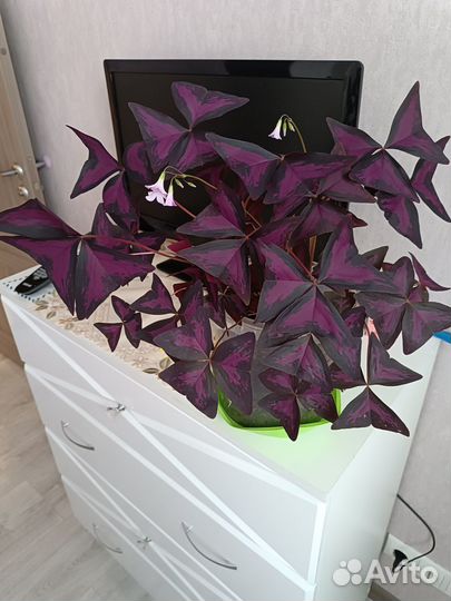 Комнатный цветок 