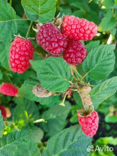 Саженцы. Ежевика,крыжовник,смородина красная