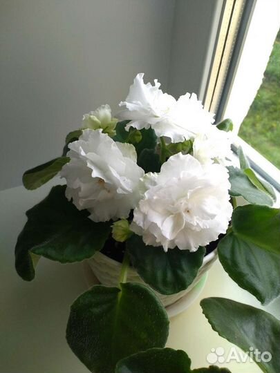 Фиалка лист на срез