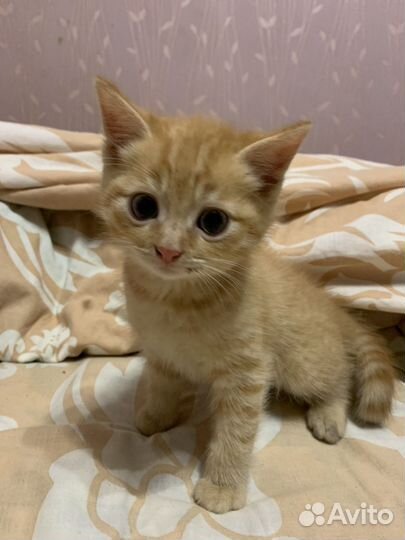 Кошки в добрые руки