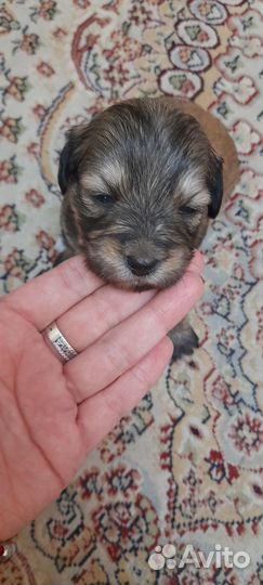 Щенки от маленькой собачки