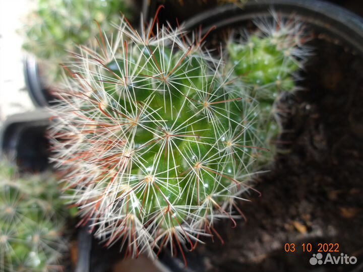 Кактусы разные