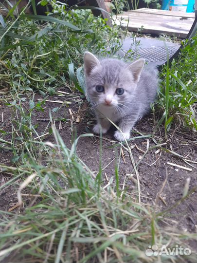 Кошка в дар бесплатно мышеловка
