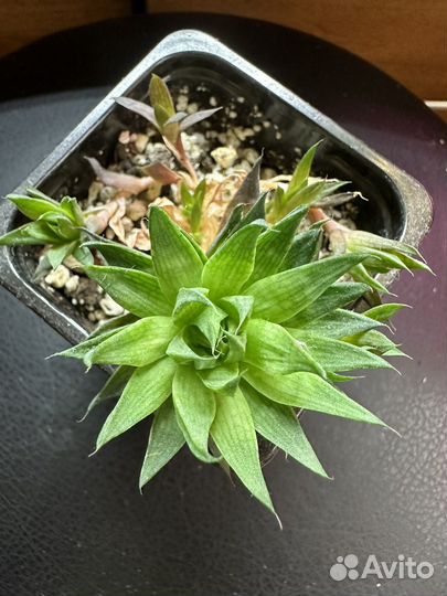 Хавортия Marumiana Batesiana